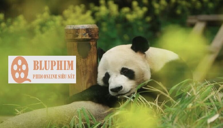 Phim Chiếu Rạp 'Bảo Bối Của Ông - Fu Bao' Tại Cần Thơ