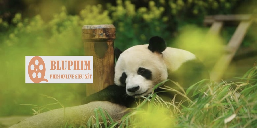 Phim Chiếu Rạp 'Bảo Bối Của Ông - Fu Bao' Tại Cần Thơ